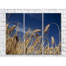 Pictură Rainbow Wheat ears against blue sky background (500325)