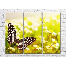 Pictură Rainbow Black butterfly on the background of a chamomile field (500832)