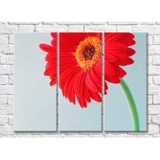 Картина Rainbow Red gerbera on gray background (500335)