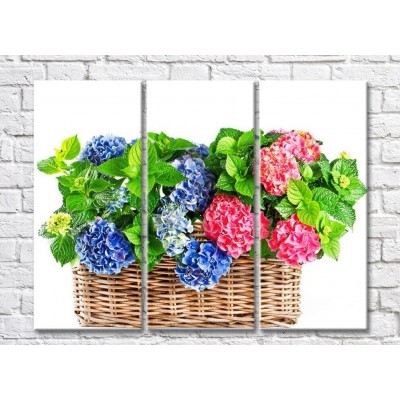 Картина Rainbow Blue and Pink hydrangea flowers in a basket (500830)