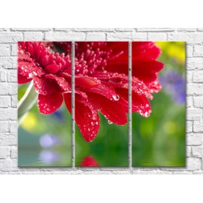 Картина Rainbow Red gerbera with dew drops on a colorful background (3448932)