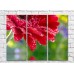 Картина Rainbow Red gerbera with dew drops on a colorful background (3448932)