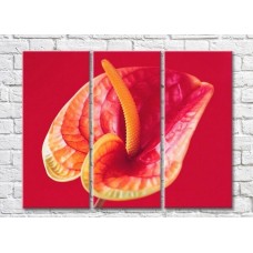 Картина Rainbow Red and yellow calla lilies on a red background (3448894)