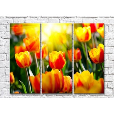 Картина Rainbow Red yellow tulips against the background of the sun (500339)