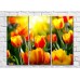 Картина Rainbow Red yellow tulips against the background of the sun (500339)