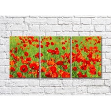 Картина Rainbow Red green poppy field (500340)