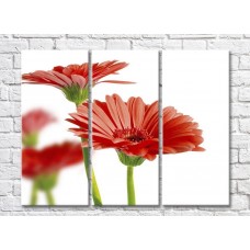 Картина Rainbow Red gerberas on white background (500341)