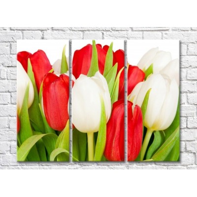 Картина Rainbow Red and white tulips (500343)