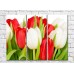 Картина Rainbow Red and white tulips (500343)