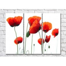 Картина Rainbow Red poppies on a white background (3448897)