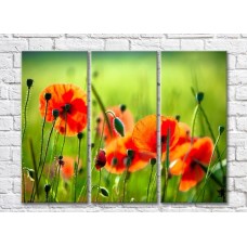 Картина Rainbow Red poppies on a green field background (500346)