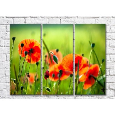 Картина Rainbow Red poppies on a green field background (500346)