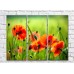 Картина Rainbow Red poppies on a green field background (500346)