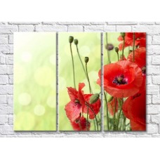 Картина Rainbow Red poppies on a light green background (500348)