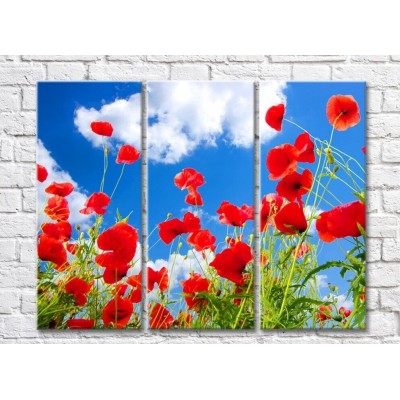 Pictură Rainbow Red poppies against the sky with clouds (500350)