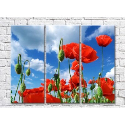 Pictură Rainbow Red poppies against a blue sky (3448898)