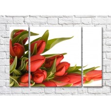 Картина Rainbow Red tulips and curly green leaves (500352)