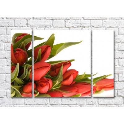 Картина Rainbow Red tulips and curly green leaves (500352)