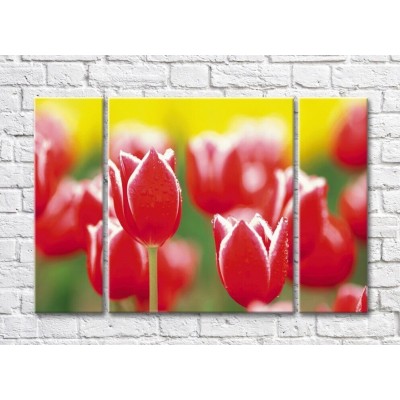 Картина Rainbow Red tulips on yellow green background (500354)