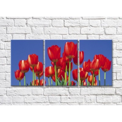 Картина Rainbow Red tulips against blue sky background (500355)