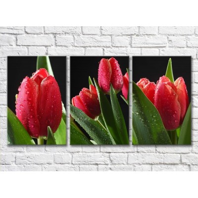 Pictură Rainbow Red tulips with dew drops on a black background (500357)