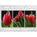 Pictură Rainbow Red tulips with dew drops on a black background (500357)