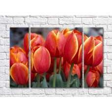 Pictură Rainbow Red tulips with orange border (500358)