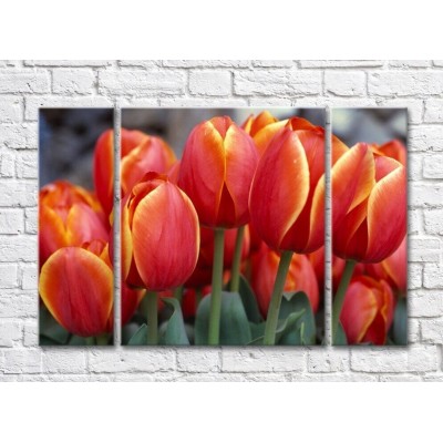 Pictură Rainbow Red tulips with orange border (500358)