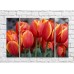 Pictură Rainbow Red tulips with orange border (500358)