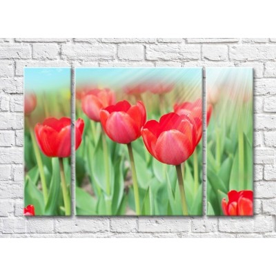 Pictură Rainbow Red tulip flowers in sunlight (500361)