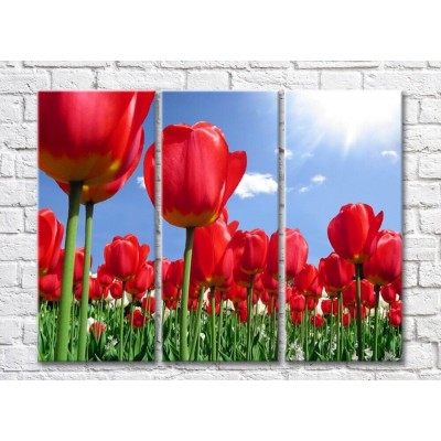 Картина Rainbow Large red tulip flowers (500375)