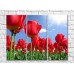 Картина Rainbow Large red tulip flowers (500375)