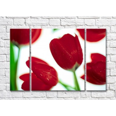 Pictură Rainbow Large red tulip flowers on a white background (500374)