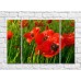 Pictură Rainbow Large red flowers against the background of a poppy field (500376)