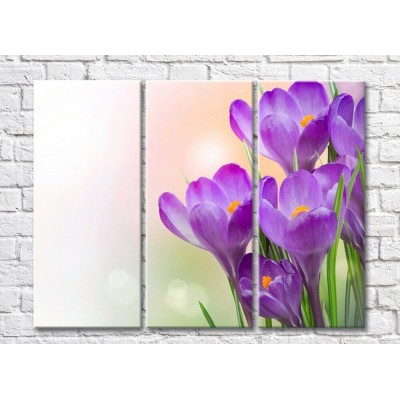 Pictură Rainbow Large purple crocus flowers on a beige background (500381)