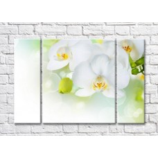 Pictură Rainbow Large white orchid flowers and green buds (500383)