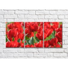 Pictură Rainbow Large flowers of red tulips (500386)