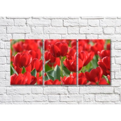 Pictură Rainbow Large flowers of red tulips (500386)