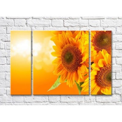 Картина Rainbow Large flowers of a sunflower on an orange background (500389)