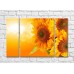 Картина Rainbow Large flowers of a sunflower on an orange background (500389)