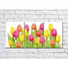 Картина Rainbow Large flowers of multicolored tulips on a white background (500390)