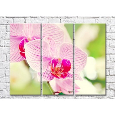 Картина Rainbow Large flowers of a pink orchid with a purple core (500392)