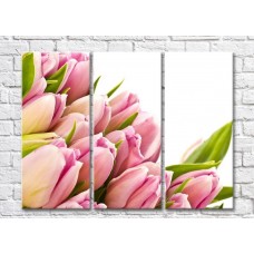 Картина Rainbow Large flowers of pink tulips on a white background (500395)