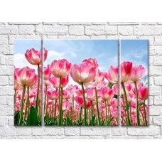 Картина Rainbow Large flowers of pink tulips on a sky background (500396)