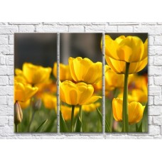 Pictură Rainbow Large flowers of yellow tulips (500400)