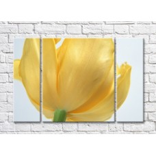 Pictură Rainbow Large lush flower of yellow tulip (500403)