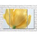 Картина Rainbow Large lush flower of yellow tulip (500403)