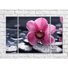 Pictură Rainbow Close-up of pink orchid flower on a background of wet pebbles (500404)