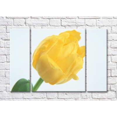 Pictură Rainbow Large yellow tulip flower (500408)