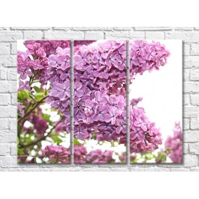 Pictură Rainbow Blooming lilac bush on a White background (500816)